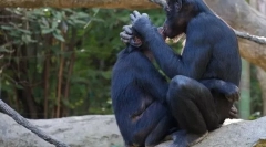 Aké zvieratá môžu zmeniť svoj pohlavie (foto)